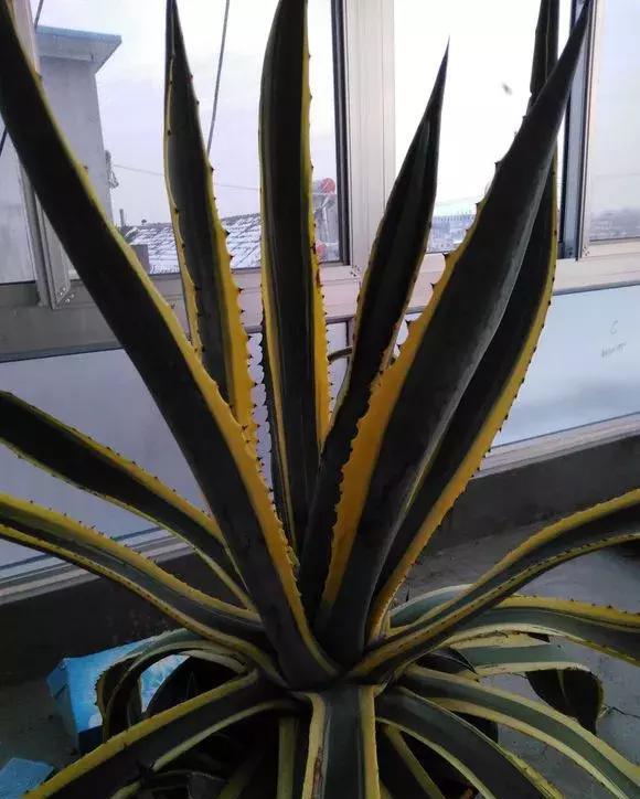 虎尾兰■3种花儿有金边,家里养1盆,颜值高,养人又镇宅!