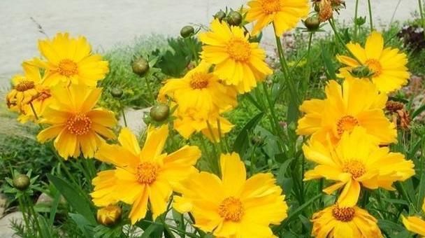 品种：有3个菊花品种，不仅长得漂亮，还特别好养，非常适合现在的气候