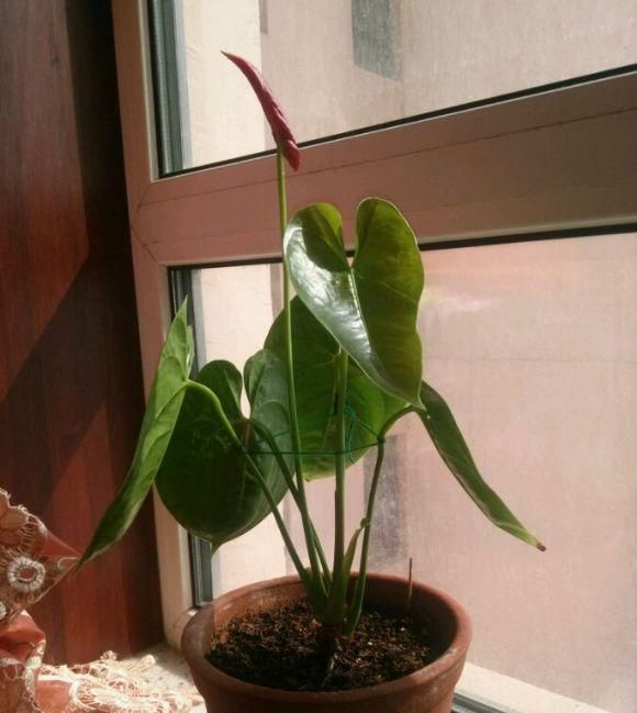 【当年】详解红掌分株,小苗养护要注意,小苗当年就能开花