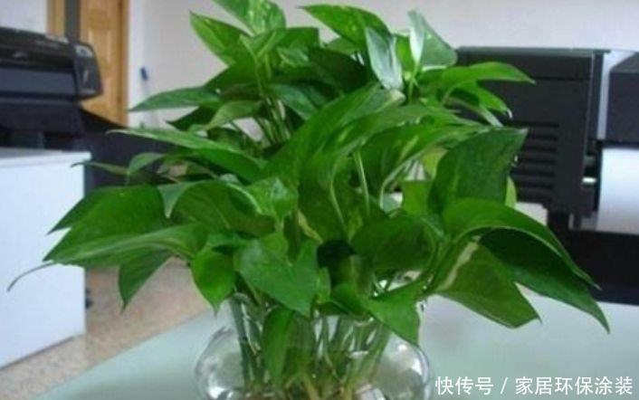 「家里」聪明人都养4种花,养在家里郁郁葱葱,叶色亮绿、生机勃勃