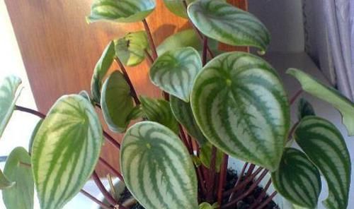  『植物』这植物的叶子就跟西瓜似得，不注意看真以为是西瓜