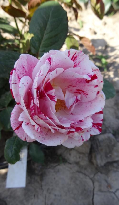  [品种]养护红花，就要选择好花卉品种，花朵层层叠叠，饱满芳菲艳丽
