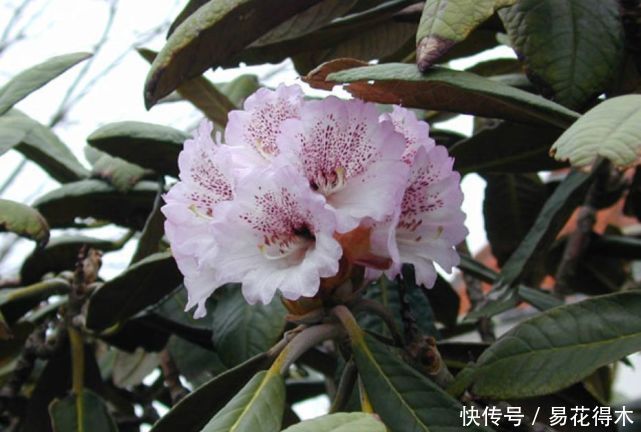  「杜鹃」国家Ⅱ级珍稀濒危物种|花色妖娆的大王杜鹃