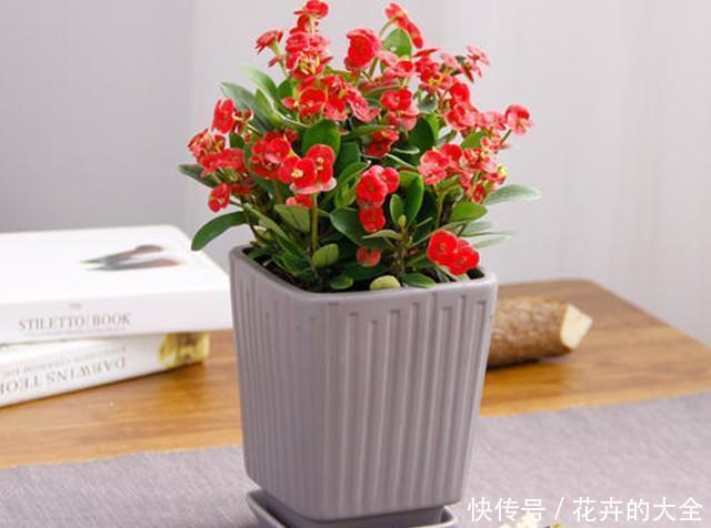 养护|虎刺梅漂亮又好养,不用管,都能全年不间断开花