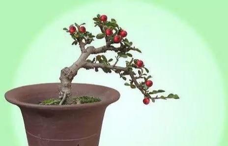 想靠盆栽致富，首先要了解哪些盆景树种成活率更高，来学习一下吧