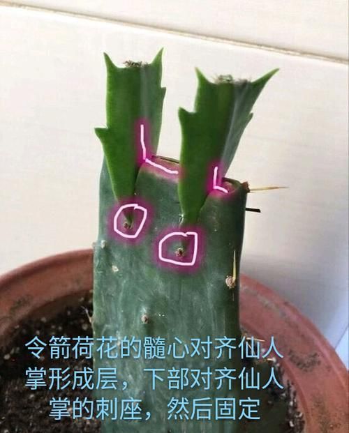  [层层]仙人掌嫁接令箭荷花很简单，掌握嫁接存活4秘笈，开花层层成花树
