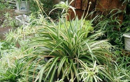  [叶子]室内如何养金边吊兰？做好4个小动作，枝叶倒挂疯长个不停