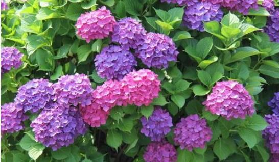  『阳光』天气热，这四种花可不能晒，一见阳光就发蔫，否则留个盆给你看