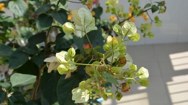  「盛花期的三」三角梅的盛花期间怎样管理
