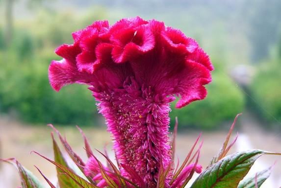  人称■此花，花型奇特，人称“花中之禽”，花色艳红，有强身健体之功效