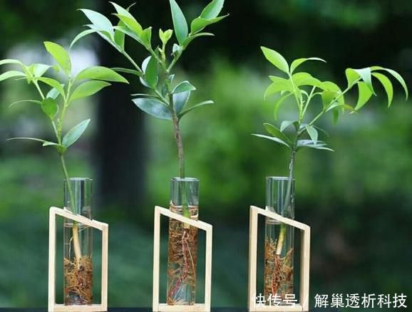  【水培花】水培花容易烂根该怎么办？4方面细节解说，让你轻松护理好花根