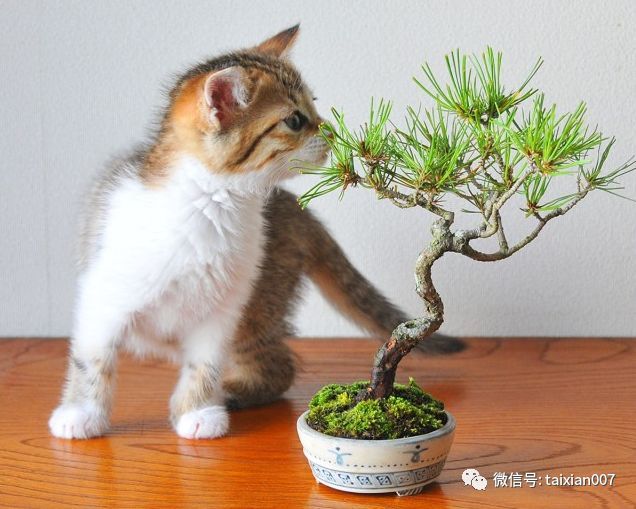 微盆景:把玩古朴的雅趣