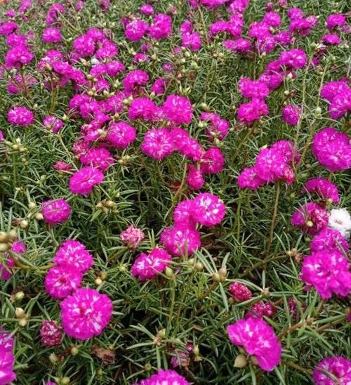  #花点#大爱太阳花，号称“养不死”，稍微花点小心思，阳台都开爆了