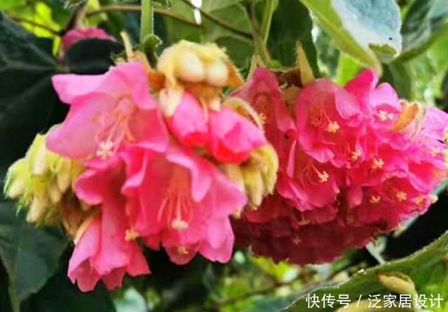  『非洲』来自非洲的芙蓉，开花成球，香气四溢，是小蜜蜂喜爱的食物