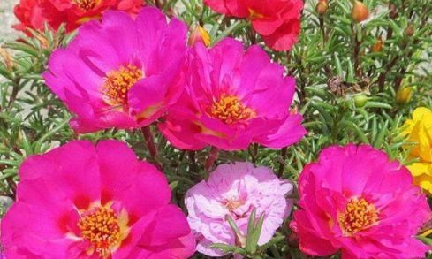 『花香』春天选此款盆栽,花开繁盛花香怡人,娇小玲珑,一年四季都在花赏