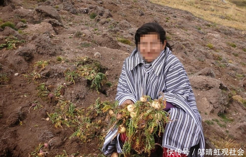  #萝卜#号称南美人参，上百元一斤被捧上神坛，如今农民当成萝卜