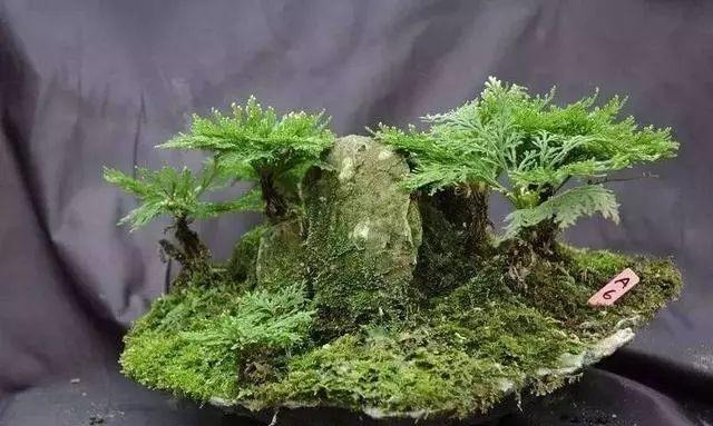  【几十块】这种“植物”农村山上非常多，城里卖几十块，三个月