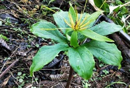  『一枝花』乡下这植物，人称“七叶一枝花”，药用价值珍贵，遇见记得挖回家