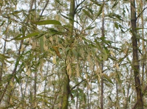  「竹子开花」农村老人常说“竹子开花马上搬家”是什么意思？这