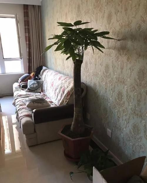  蟹爪兰■养花选盆很关键，4种花得用小盆“挤着养”，才能长得旺！