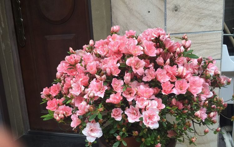  『堪称』这四款花卉，堪称花界“开花机器”，盆栽上几种，花开繁华又浪漫