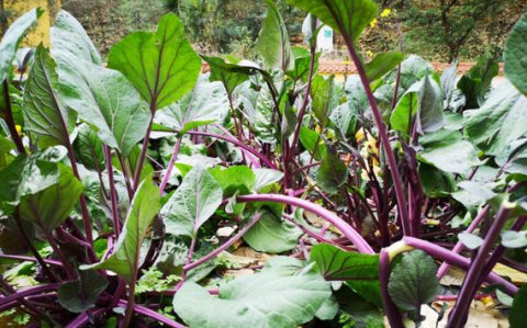  「红菜苔」越割越能长，种了能割8次，一斤6元热卖，农民却不敢