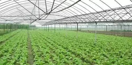  #大棚#一亩地的蔬菜大棚能有多少利润？农业大棚种植什么最赚钱？
