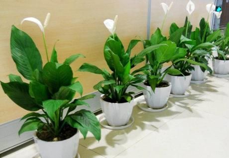 『到植株』家中养一盆白鹤芋,净化空气好帮手!水培白鹤芋技巧