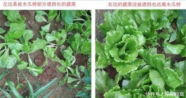  #些不好#农村菜地被树遮挡有什么不好？应该怎么处理？留树跟不