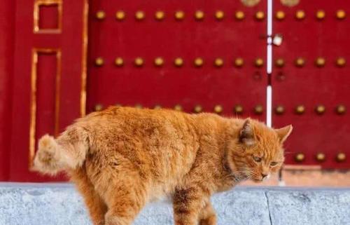 为什么故宫清晨开门时，工作人员先大喊三声？答案你可能没想到