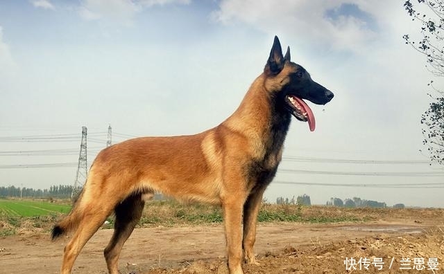  出能|农村老人说“宅子现四喜，家中出能人”，具体是说哪“四喜