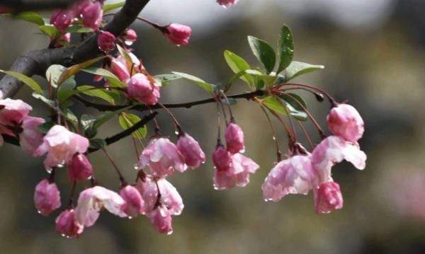  不忙|新手养垂丝海棠，不急不忙“一口干”，花芽、花苞冒，花开一大片