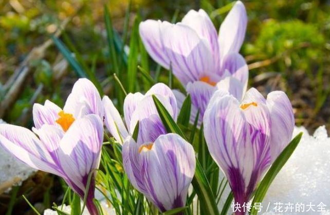 神灵|此花寓意“爱恋当中不同感受”,草本植物中的神灵之花!芳香迷人