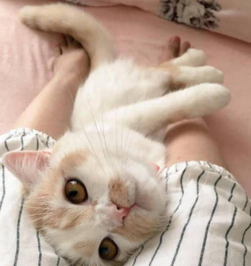  「亲姐妹」女子宠溺花猫，整日缠绵犹如亲姐妹，场面竟如此温馨动人