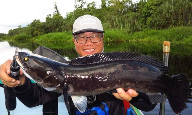 中国路亚钓鱼人远征苏门答腊，前去消灭泛滥成灾的金线多曼鱼