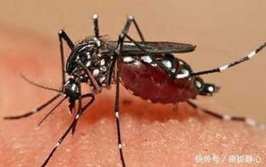  [时间]“花蚊子在我国出现时间并不长，但人们白天已无法乘凉，