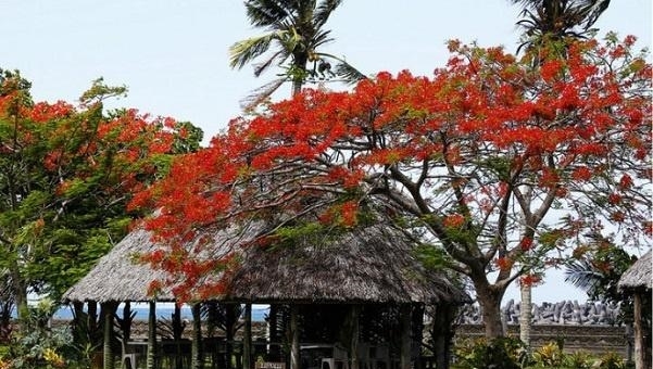 这个国家美女如云，却不注重男女隐私，连房子都没有墙壁