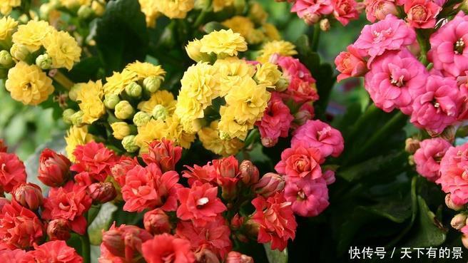 「艳丽」喜欢在家中养护花卉,就养花色艳丽,花期长,漂亮的花卉养护