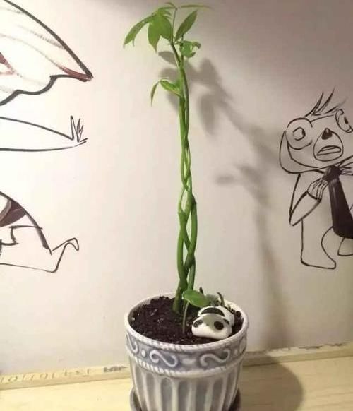浇上■公园捡的“绿果果”,种在花盆里,浇上水,30天长出了发财树