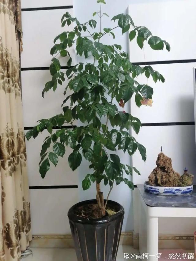  『水泥花盆』客厅养盆镇宅花，除异味、保家宅，越养家越旺！