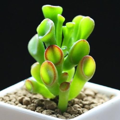  「叶子」观赏价值高又好养的盆栽多肉植物，太阳一晒就变颜色！