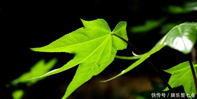 树叶怎么拍掌握拍摄技巧和思路,拍出好看的树叶照片