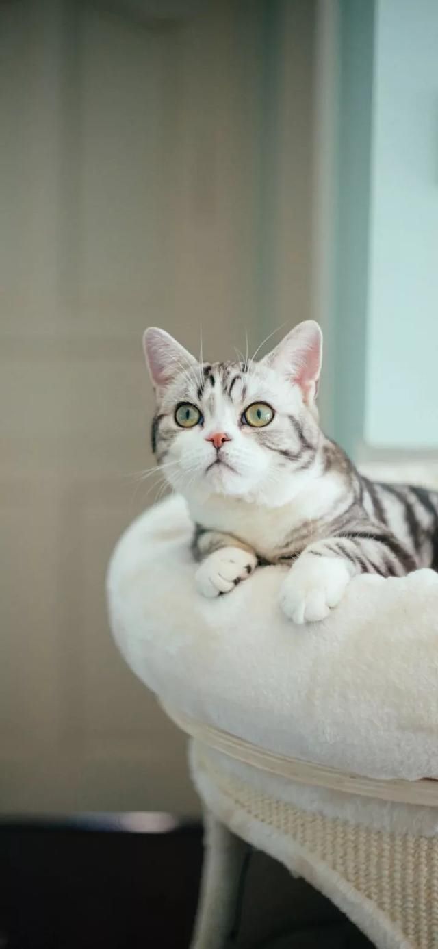  『星球』80张超可爱的猫咪壁纸丨我来自喵星球，来地球只是为了遇见你