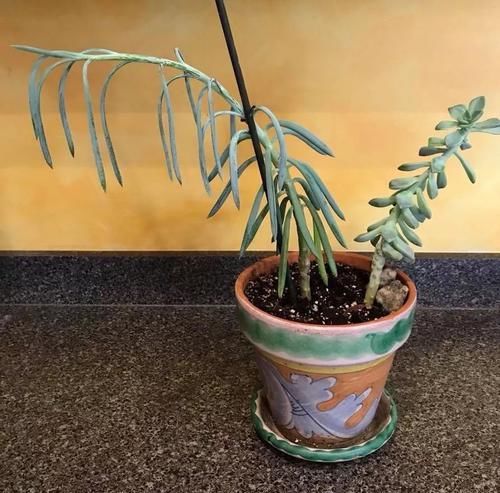  「恢复生长」移栽植物这几点没做好，容易叶黄干枯，赶紧学起来