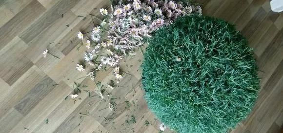  #长寿花#阳台花儿开败后，手痒剃个头，剃完就爆花，开成花球太惊艳！