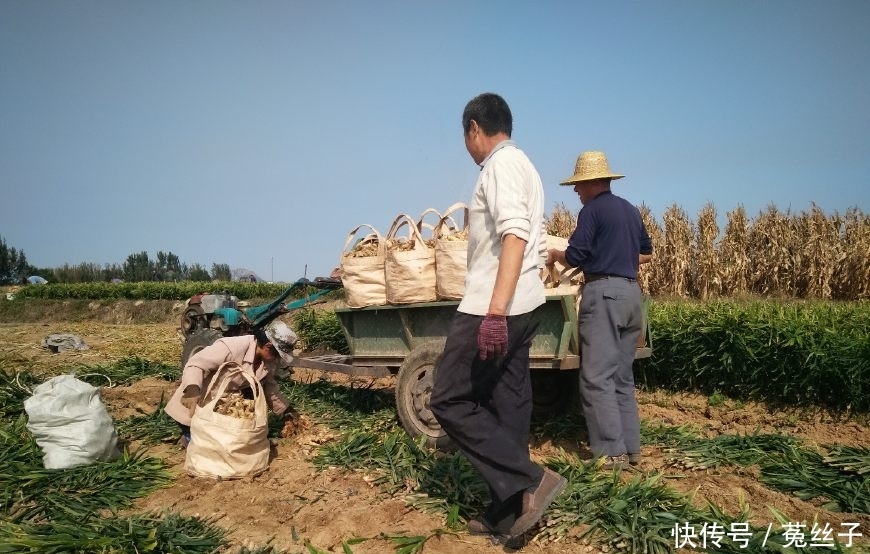 农民不种大蒜种这货，一亩地产6500斤，3元一斤的市场价年入2万元
