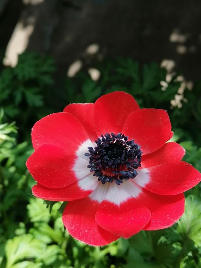 「适合」花朵娇艳的银莲花,开花比虞美人好看,适合新手养