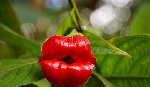  【就像】?12种“奇特的花”，偷偷长在野外，您见过没