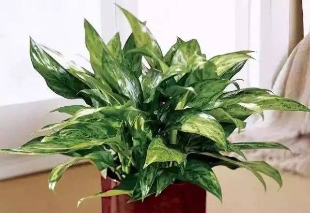  「越好」家里缺光也可以放心养的十种绿植，光越少长得越好