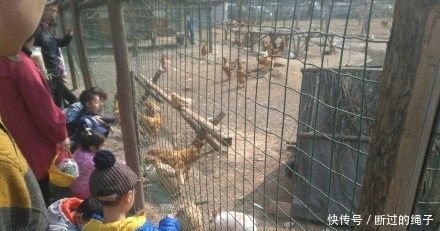 小伙儿养鸡，养而不卖，每个鸡都有名字，年收入超60万
